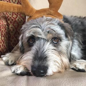 Meet your Posher, Holly